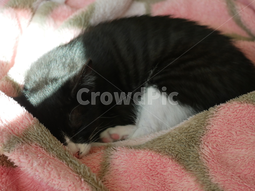 고양이,개냥이,아기고양이,아기냥이,귀여운,동물,동물,animal,포유류,mammal,고양이,cat,kitten,kitty