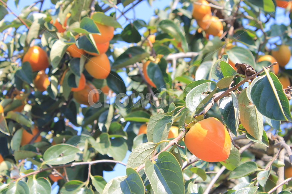 감,p​ersimmon,가을,autumn,fall,과일,fruit,나무,trees,wood,과일,열매,fruit