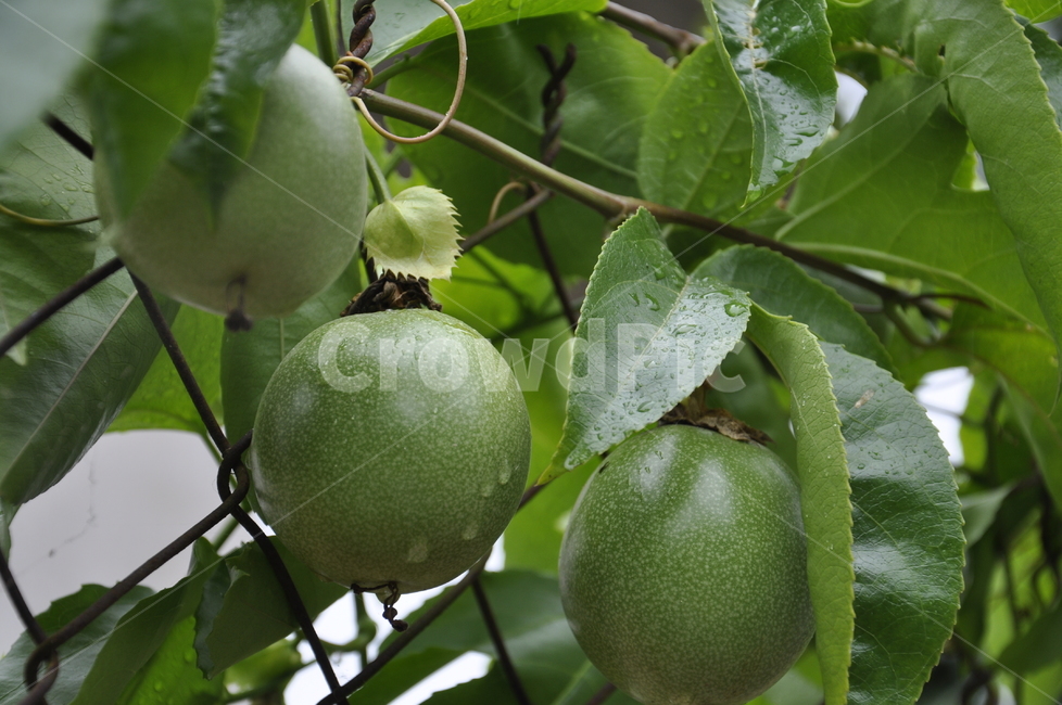 green,fruit,leaf,과일,열매,과수원