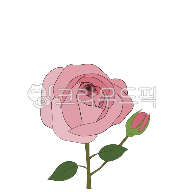 flower, 꽃, rose, 장미, drawing, 사진,이미지,일러스트,캘리그라피 - pinkpig7작가