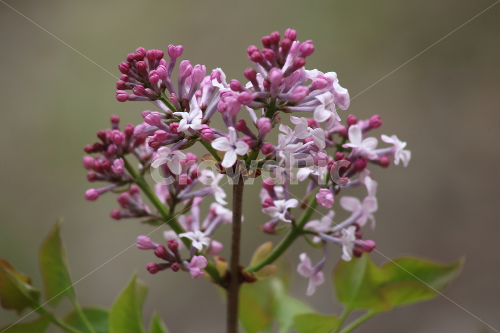 라일락,꽃,봄,라라꽃,commonlilac,수수꽃다리,식물,자연,plants,nature,꽃,flower
