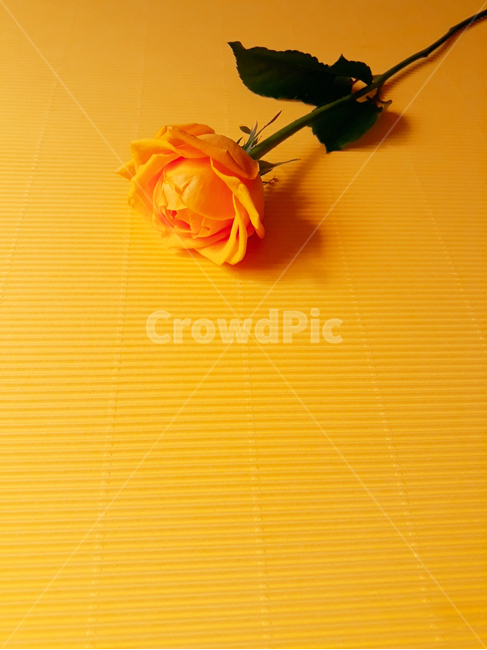 background,blossom,plant,식물,rose,장미,flower,꽃,노랑,배경