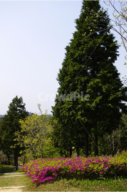 철쭉,식물,flower,plants,nature,꽃,꽃밭,color,나무,수목원,식물,자연,plants,nature,나무,trees,wood