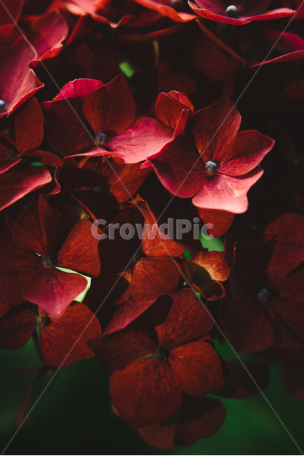 수국,꽃,자연,식물,여름,색감,식물,자연,plants,nature,꽃,flower