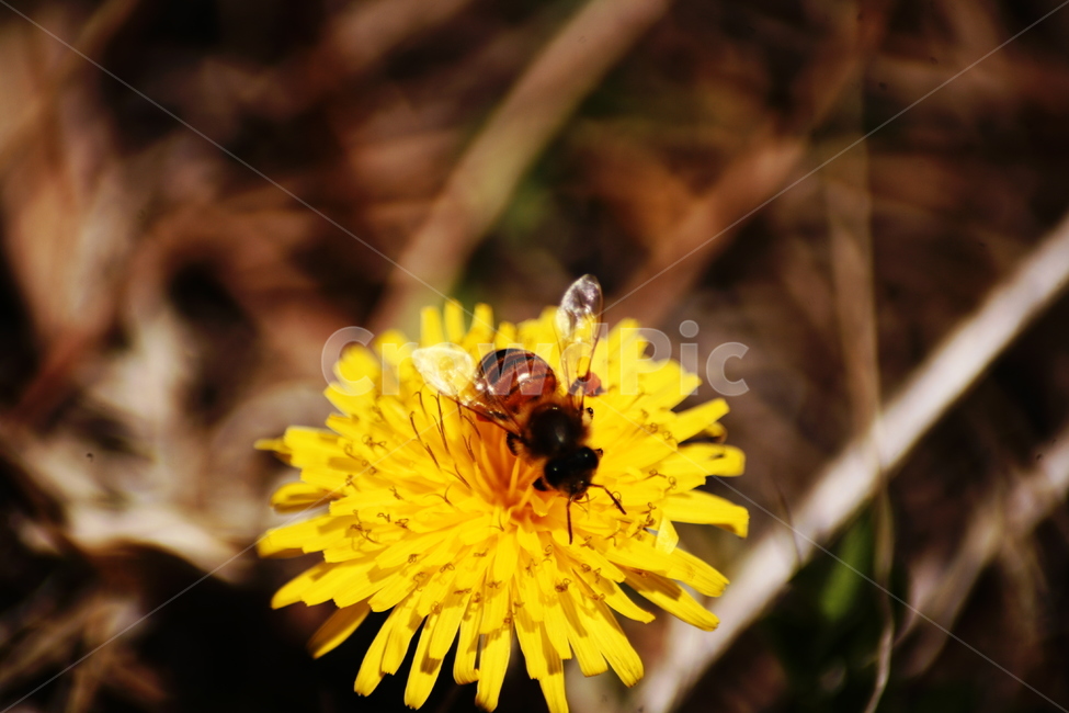 민들레,야생화,들꽃,허니,꿀벌,벌,honey,식물,자연,plants,nature,꽃,flower,동물,animal,곤충,벌레,insect,bug