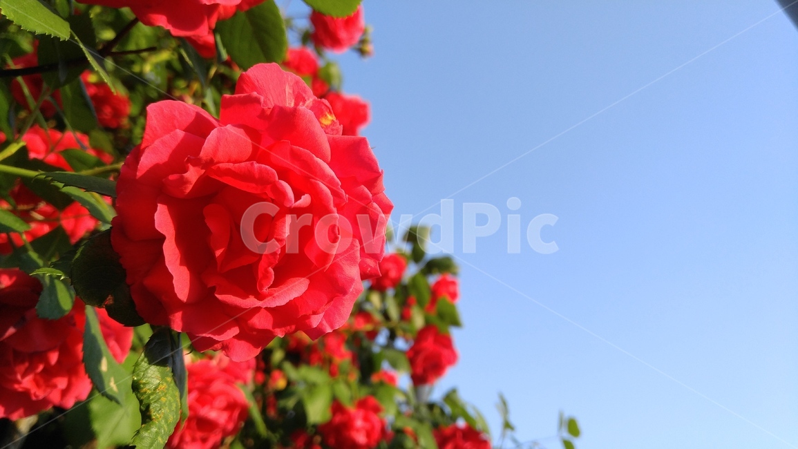 장미,붉은장미,꽃,붉은색,녹색,식물,계절,배경,감성,rose,aredrose,flower,red,green,flant,season,background,emotional