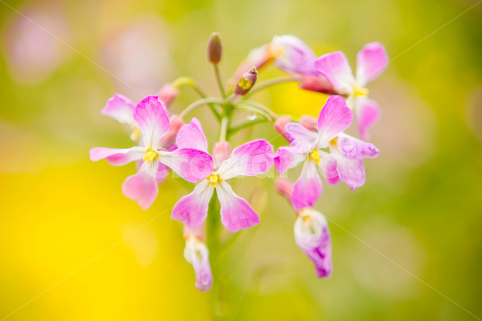 분홍꽃,봄꽃,꽃,봄날,꽃송이,봄,계절,spring,season,식물,자연,plants,nature,꽃,flower,plant,blossom,geranium,제라늄