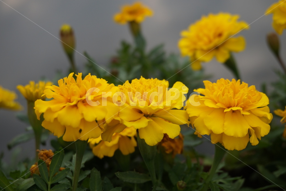 노란꽃,자연,식물,꽃,flower,식물,자연,plants,nature,꽃,flower