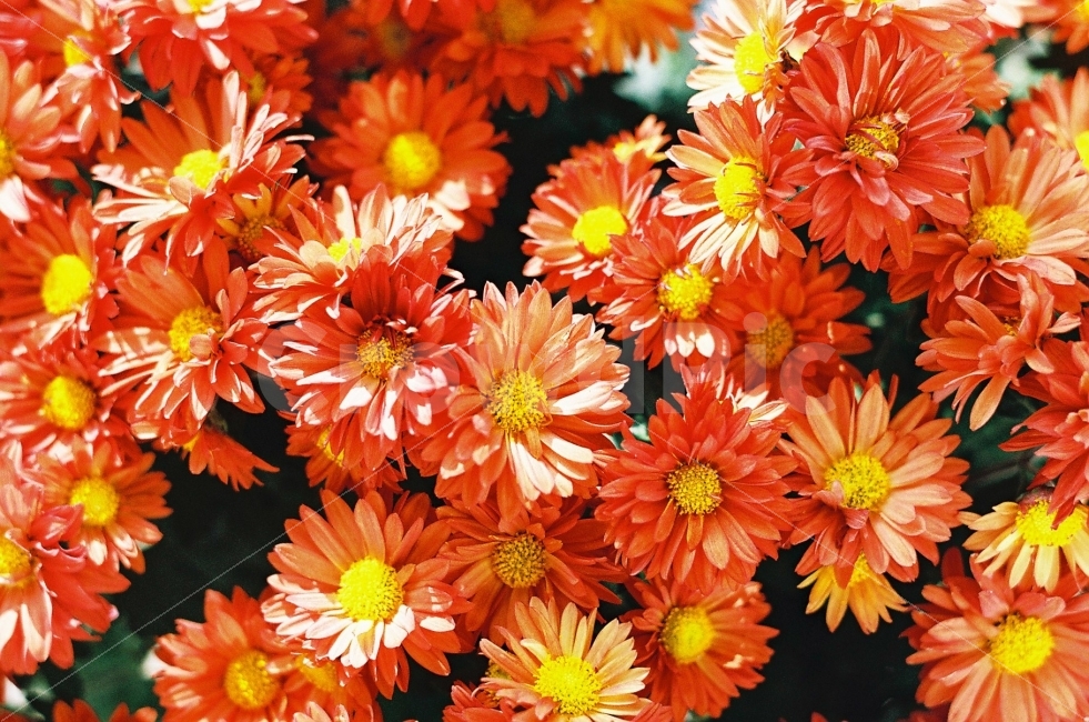 감성,꽃,주황꽃,생화,조화,식물,자연,plants,nature,꽃,flower