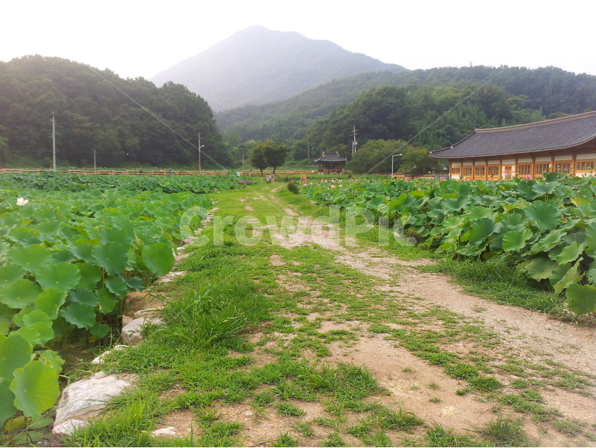 송광사,연꽃,군락지,전통,산,길,자연,풍경,nature,landscape,한국자연풍경,한국자연경관,korea nature landscape,한국전통,한국문화,korean traditional,korean culture,outdoors,옥외