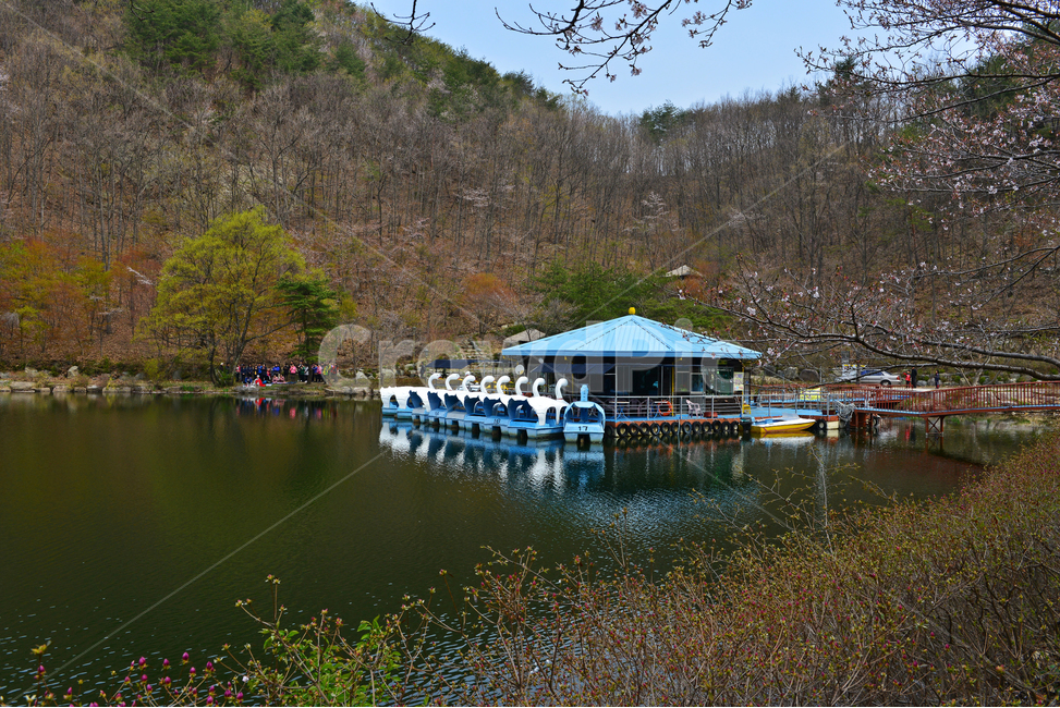 전북,진안,탑영제,마이산,plant,식물,nature,자연,outdoors,water,옥외,물,경치,경관,풍경,벚꽃,산벚꽃,반영,마이산봄,봄,계절