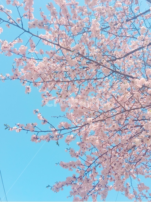 벛꽃,꽃,blossom,flower,plant,식물,봄,spring,예쁜꽃,pretty