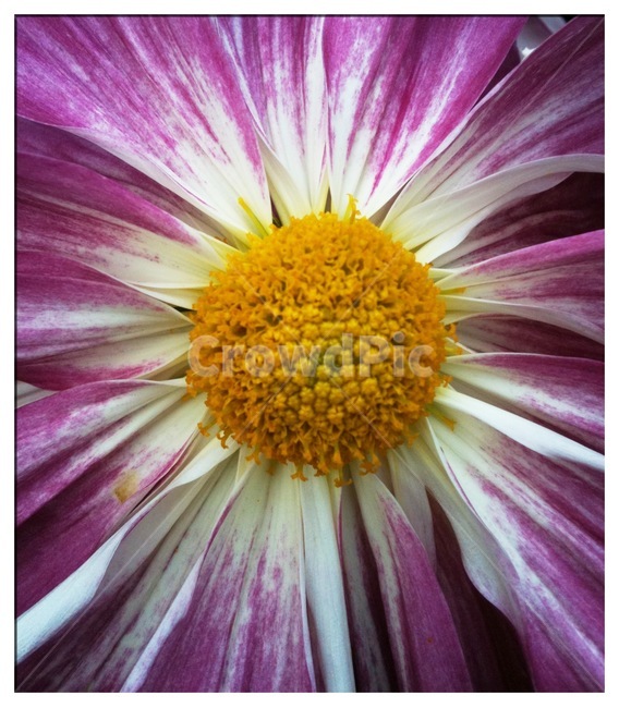 식물,꽃,국화,자연,flower,식물,자연,plants,nature,꽃,flower