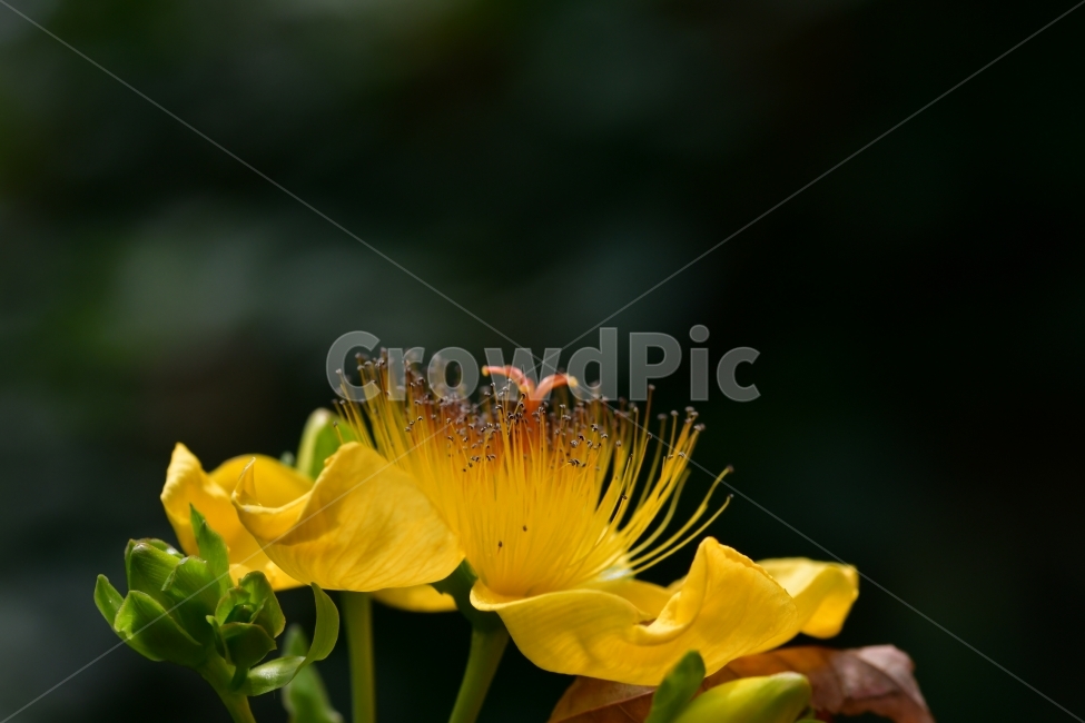 야생화,꽃,자연,봄,꽃다발,식물,자연,plants,nature,꽃,flower