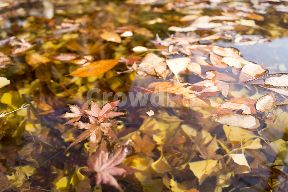 단풍,물,흐름,잎,단풍잎,나무잎,물속,물위,가을,계절,fall,autumn,season,leaf,plant,식물,tree,나무