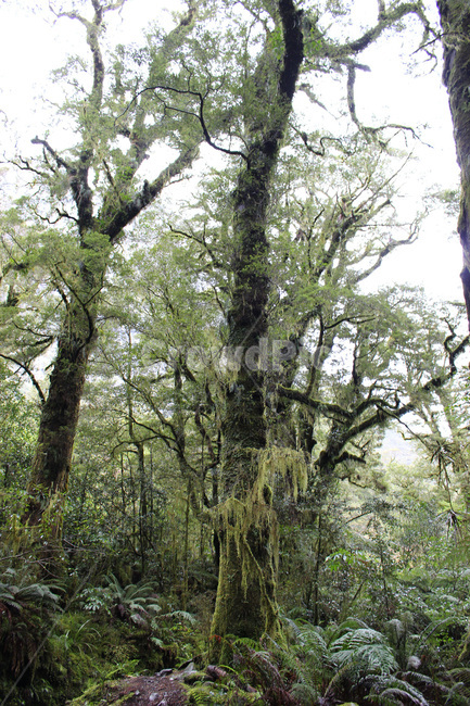 초목,plant,식물,tree,나무,forest,숲,woodland,삼림지,outdoors,옥외,nature,자연,grove,작은숲,jungle,밀림,rainforest,열대우림,식물,자연,plants,nature