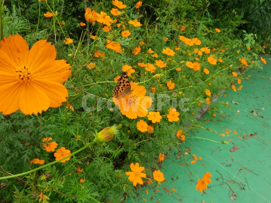 plant,flower,blossom,꽃,꽃잎,가을꽃,호랑나비,코스모스,주황꽃,예쁜꽃,가을,cosmos,butterfly,autumn,petal,식물,자연,plants,nature,꽃,flower