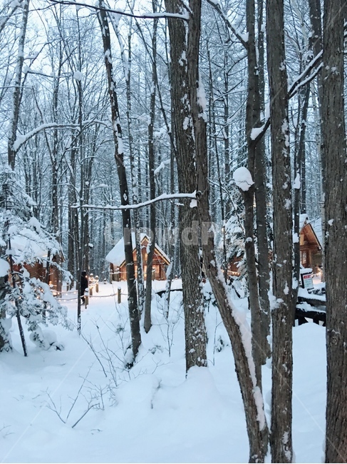 닝구르테라스,후라노,비에이,삿포로,숲,겨울,계절,winter,season,자연,풍경,nature,landscape,outdoors,옥외,building,건물,housing,주택