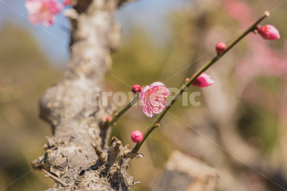 꽃,홍매화,봄,자연,접사,꽃사진,매화,풍경,spring,flower,nature,beauty,macro,봄,계절,spring,season,식물,자연,plants,nature,꽃,flower,감성,sensible,feeling,plant,sprout,새싹,blossom,bud,싹