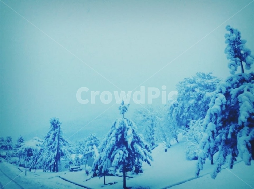 설산,설경,눈,겨울,소나무,눈길,겨울,계절,winter,season,자연,풍경,nature,landscape,tree,나무,plant,식물