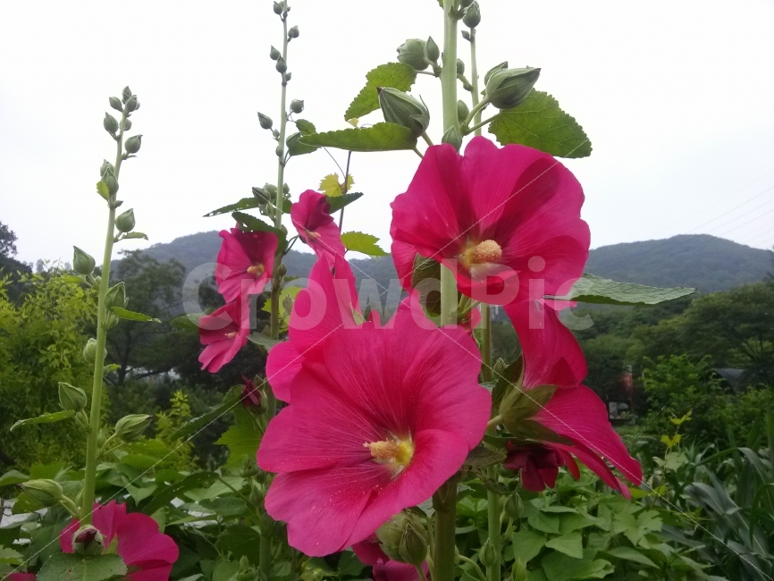 접시꽃,빨간색,꽃,꽃잎,하늘,산,자연,행복함,식물,자연,plants,nature,꽃,flower