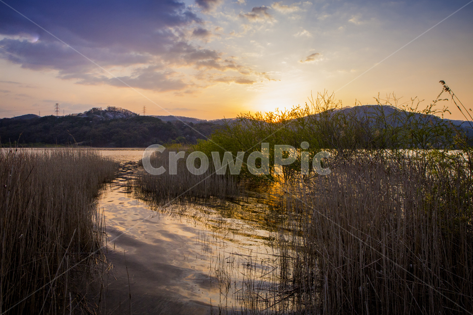 nature,자연,outdoors,plant,water,물,light,빛,옥천,수북리,대청호,일몰,노을,저녁,풍경,갈대,자연,풍경,nature,landscape,옥외,land,땅,grass,잔디,식물,ditch,도랑,flare,플레어