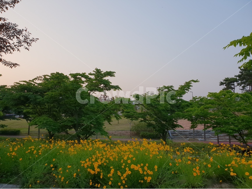 금계국,노랑색,꽃,풍경,봄,맑음,자연,풍경,nature,landscape,한국자연풍경,한국자연경관,korea nature landscape,식물,plants,꽃,flower,grassland,목초지,field,들,outdoors,옥외,rural,농촌,farm,농장
