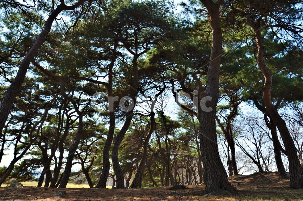 소나무,봄,자연,경주,숲,자연,풍경,nature,landscape,한국자연풍경,한국자연경관,korea nature landscape,식물,plants,나무,trees,wood,plant,tree trunk,나무 줄기,tree