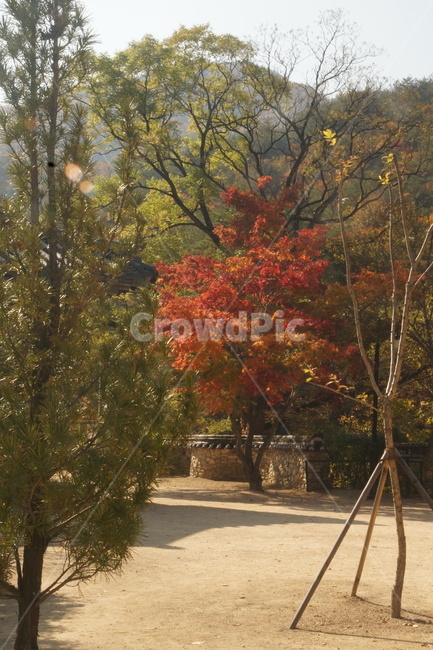 tree,나무,plant,식물,가을,fall,autumn,가을빛,autumnaltints,단풍,fallfoliage,autumncolors