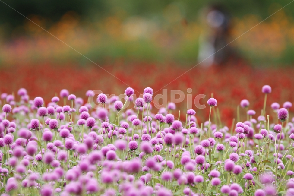 꽃,식물,천일홍,자연,감성사진,식물,자연,plants,nature,꽃,flower
