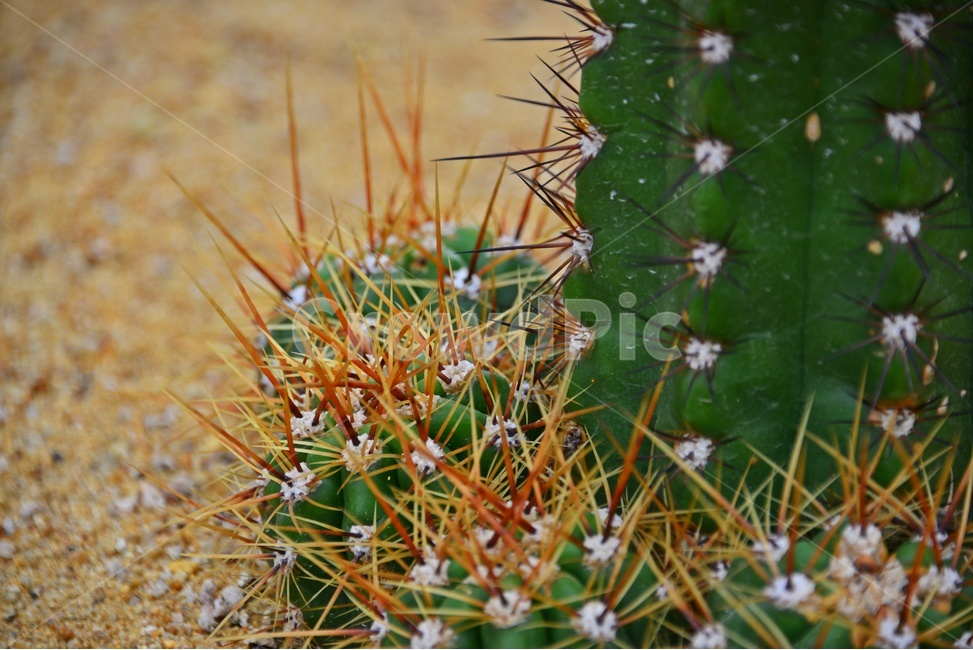 plant,식물,cactus,선인장,다육,다육식물,관상식물,관상다육,다육이,식물,자연,plants,nature
