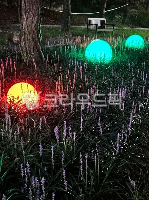 lighting,조명,sphere,flare,빛,light,보라색,자연,꽃,밤산책,밤공원