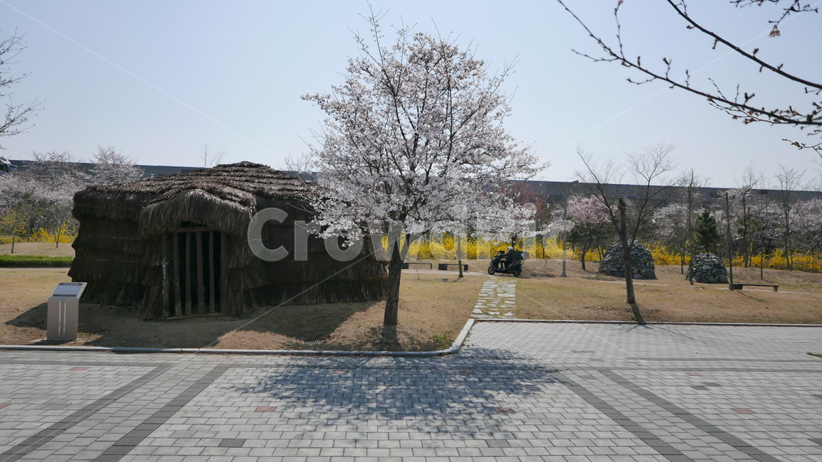 park,spring,blossom,plant,봄,벚꽃,공원,감성,꽃,나무,대구공항,대구공항근처,봉무공원