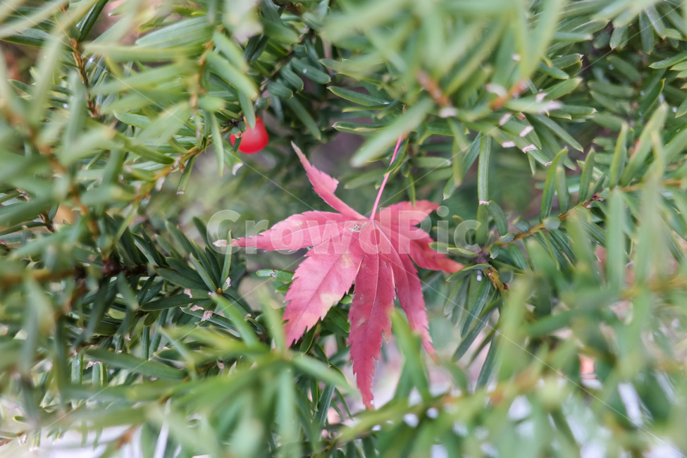 가을,가을색,단풍,만추,가을이미지,자연,풍경,autumn,season,계절,아름다운,식물,fall,가을,계절,fall,autumn,season,식물,자연,plants,nature,plant,leaf,잎,tree,나무