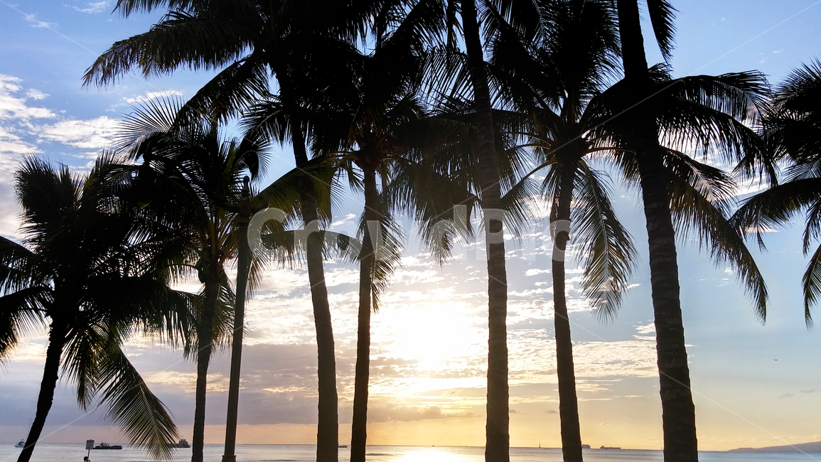 arecaceae,palmtree,tree,plant,식물,야자수,여름,summer,바다,풍경,바닷가,해변,노을,자연,nature,sea,옥외,beach,휴양지,휴가,해외