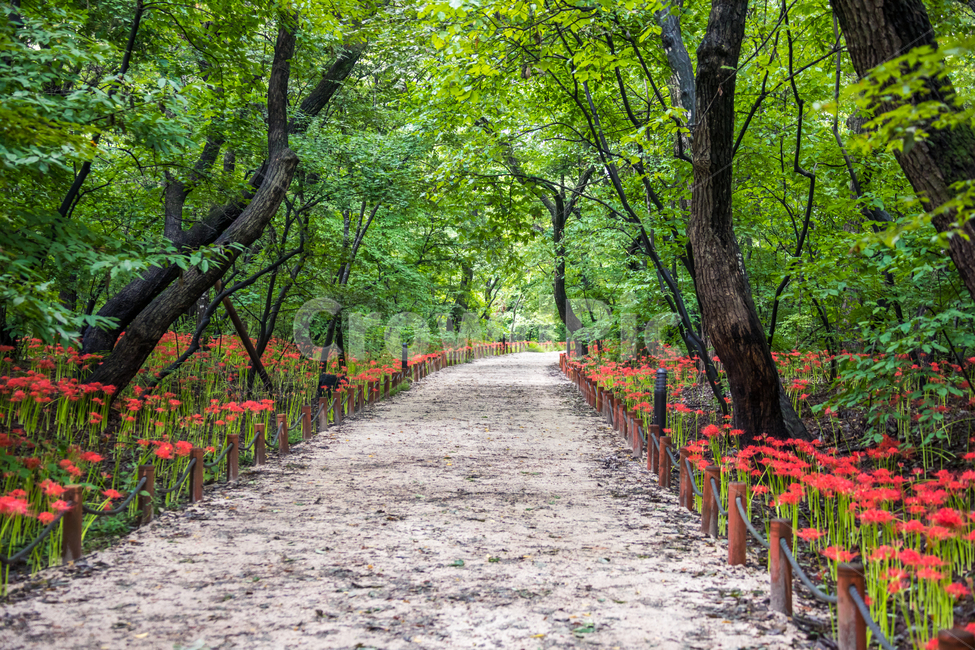 상사화,꽃무릇,길,초록,자연,자연,풍경,nature,landscape,plant,식물