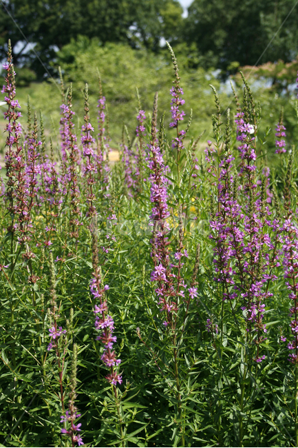 부처꽃,식물,flower,plants,nature,꽃,꽃봉오리,꽃밭,식물,자연,plants,nature,꽃,flower