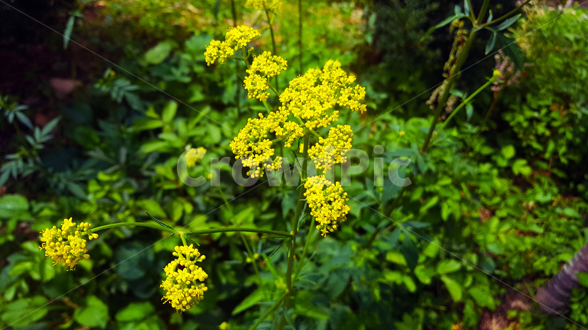 꽃,빨강색꽃,초록,자연,풀,nature,plants,green,등산,여름,summer,낮,색감,생동감,flower