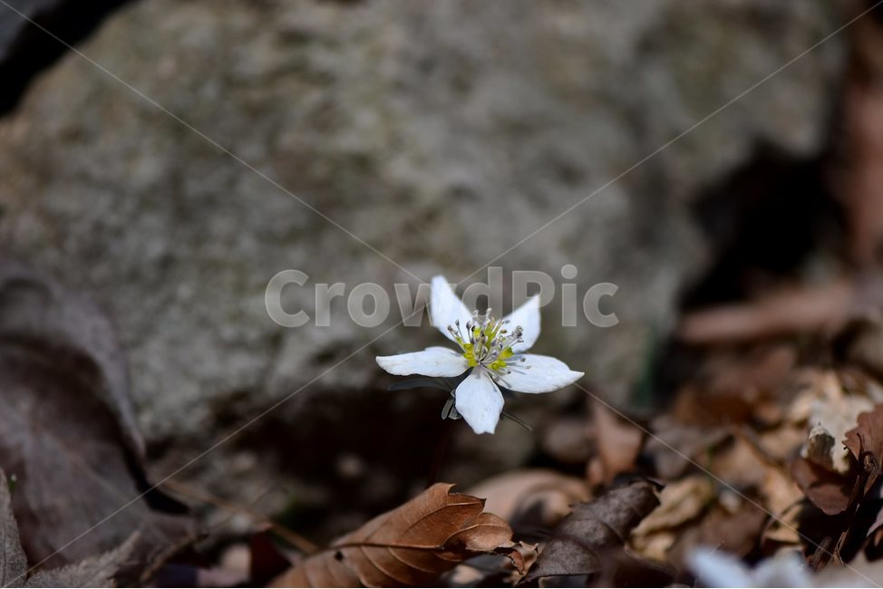변산바람꽃,2018년,3월,야생화,꽃,생태,식물,자연,들꽃,산꽃,봄,감성,힐링,플라워,계절,시즌,wild,Flower,plants,nature,spring,season,배경,나무,목본,풀,초본,미나리아재비과,너도바람꽃속,flower,생태사진,봄꽃,변산,원조,자생지,오리지널,식물,자연,plants,nature,꽃,flower