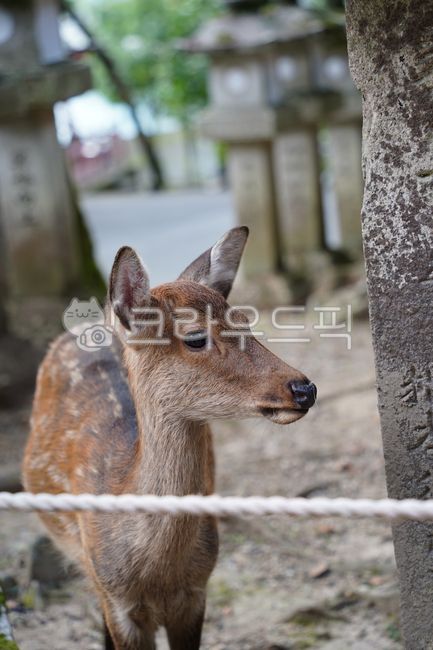 deer,animal,national park,japan deer park,roe deer,deer park,park,cute,japan,goral,deer,nara,animal,japan