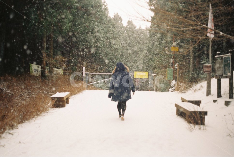 눈,겨울,제주도,숲,snow,winter,jeju,forest,겨울,계절,winter,season,사람,인물,인간,human,person
