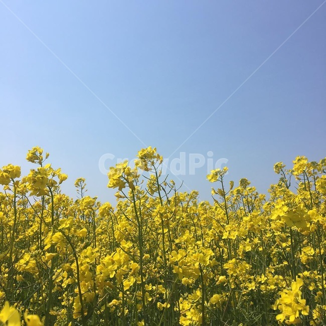유채꽃,자연,맑음,봄,노란색,봄,계절,spring,season,자연,풍경,nature,landscape,field,들