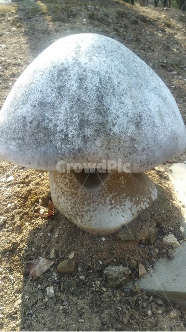 돌,식물,집,plant,야생동물집