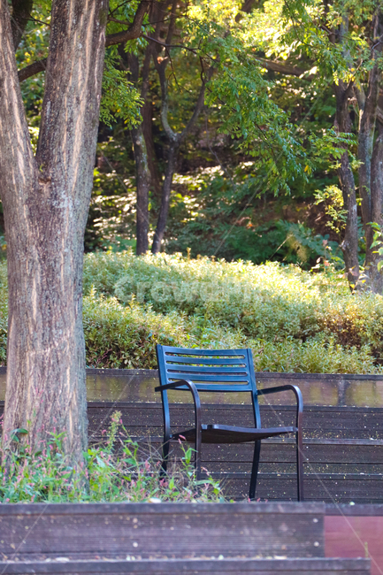 의자,공원,그늘,나무,휴식,공원풍경,계단,데크,나무데크,식물,자연,plants,nature,나무,trees,wood