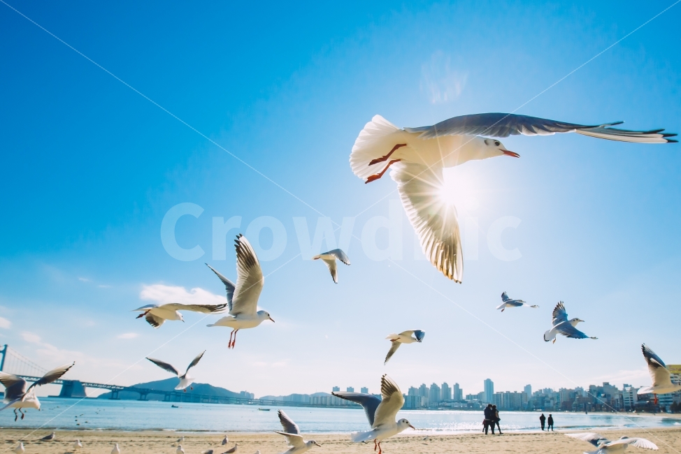 갈매기때,광안리바닷가,갈매기,푸른하늘,부산풍경,빛갈라짐,광안대교,여유,풍경,해변,바다,beach,sea,동물,animal,조류,새,birds