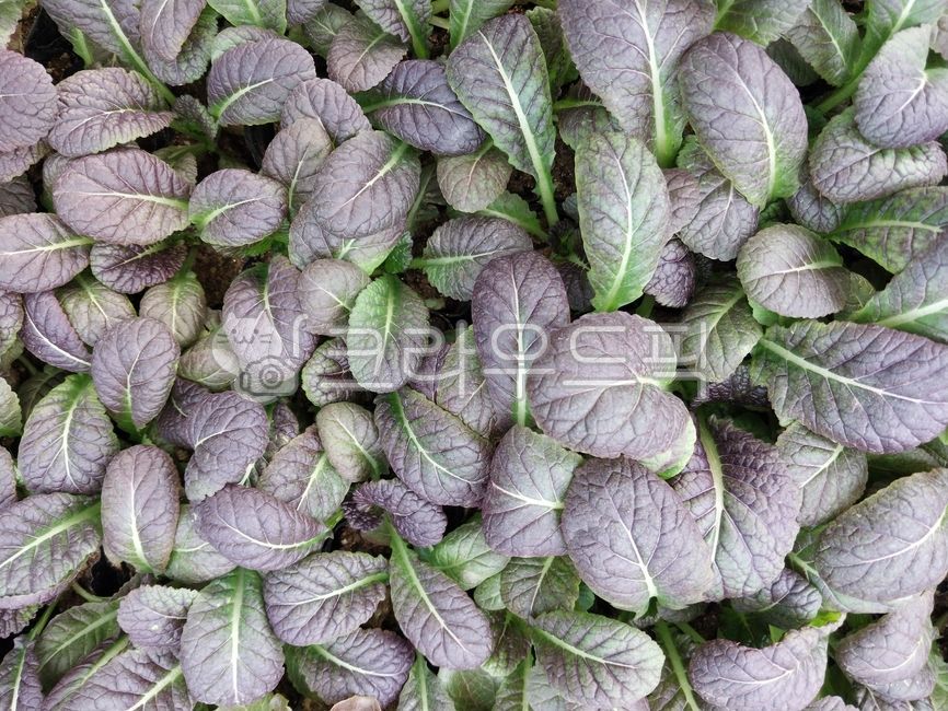 leaf, 잎, 적겨자, mustard, vegetable, 사진,이미지,일러스트,캘리그라피 - 오작교작가