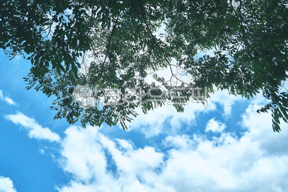 sky,tree leaves,nature,tree,vegetation,leaf,cloud,outdoors,leaf fly,plant,nice weather sky