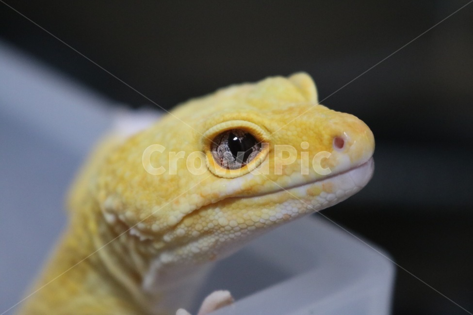 파충류,레오파드게코,도마뱀,leopard,하트,lizard,동물,leopardgecko,동물,animal,파충류,양서류,reptile,amphibian