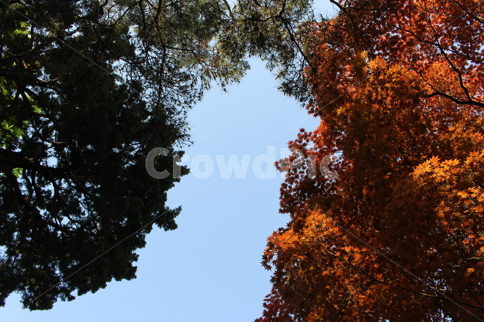 하늘,나무,단풍,감성,가을,가을,계절,fall,autumn,season,자연,풍경,nature,landscape,tree,plant,식물,leaf,잎