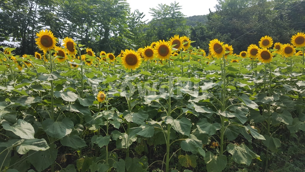 해바라기,해바라기들,꽃,꽃이핀,여름,노랑,초록,해바라기밭,재배,밭,자연,식물,나무,계절,활짝핀,피어난,색,식물,자연,plants,nature,꽃,flower